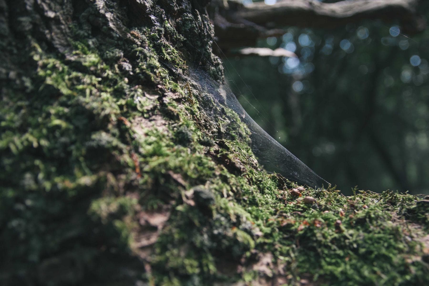 Detail of a jointed corner